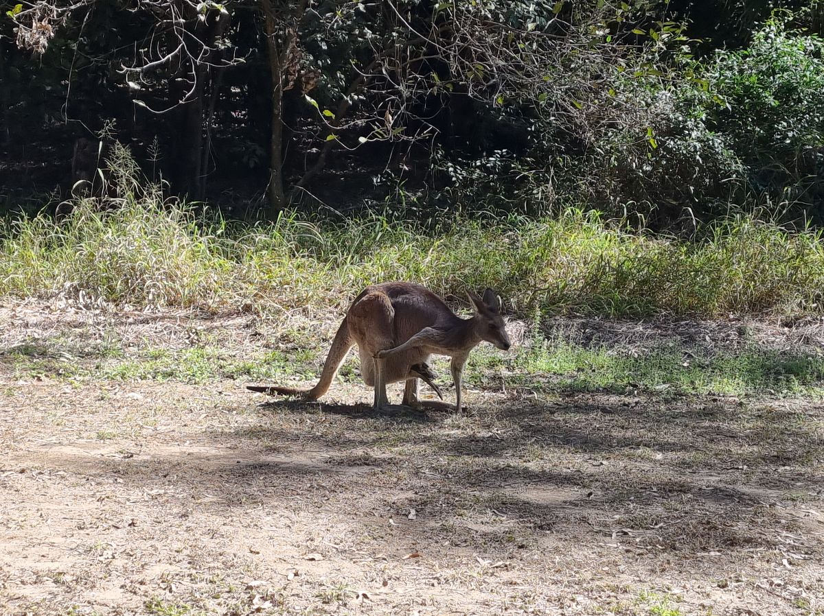 Local wildlife at the campground