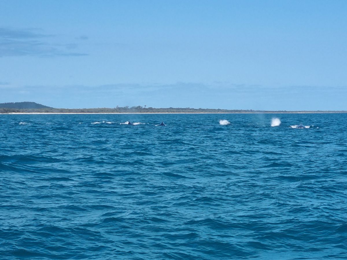K'gari Whale Watching