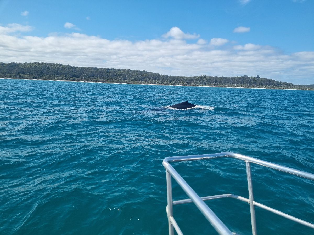 Whale watching tour
