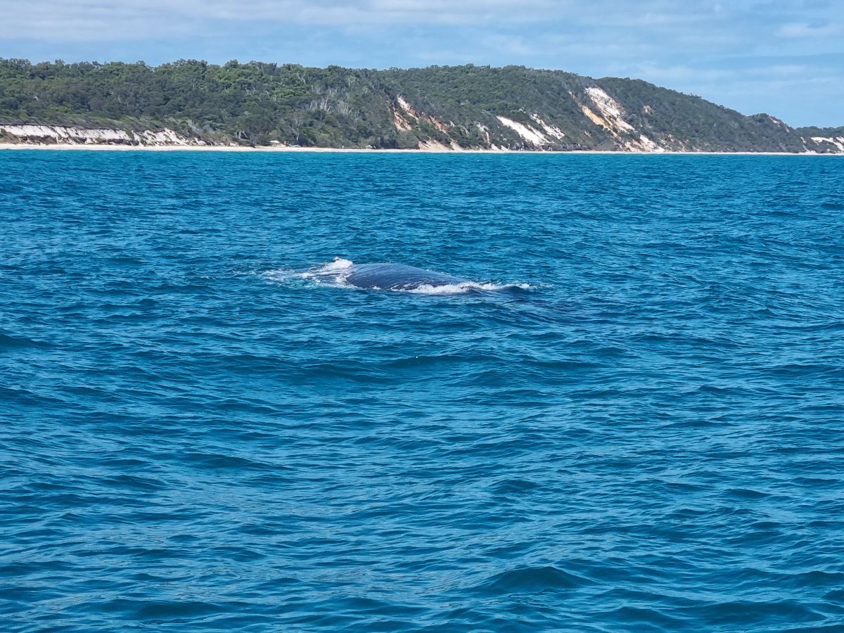 K'gari Whale Watching