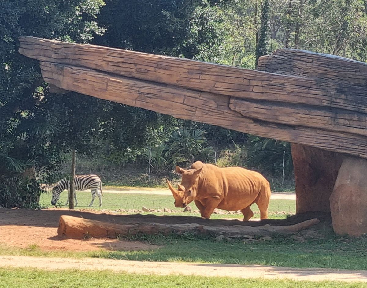 A day at Australia Zoo