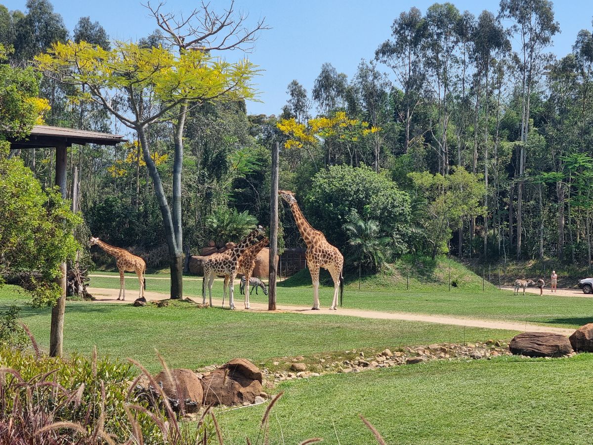 A day at Australia Zoo