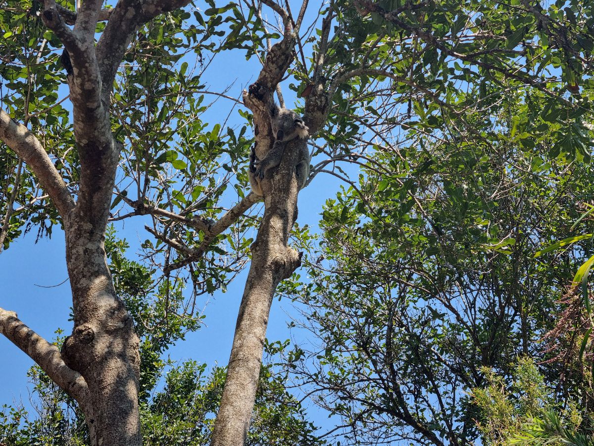 A day at Australia Zoo