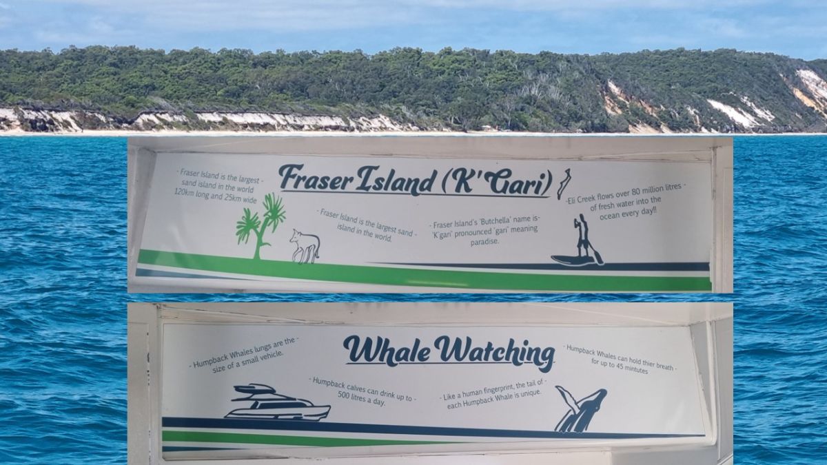 K'gari Whale Watching