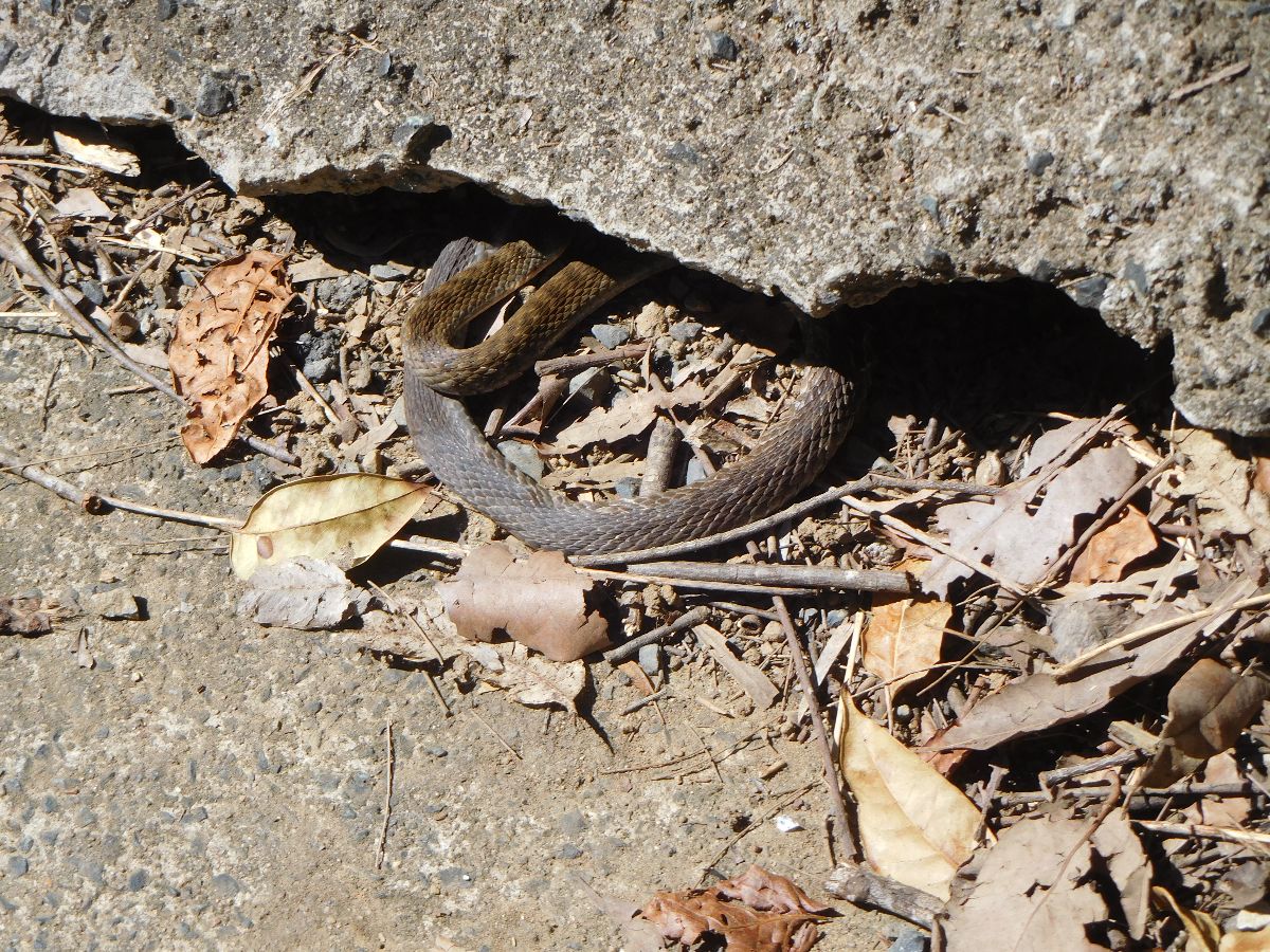 In the Eungella National Park