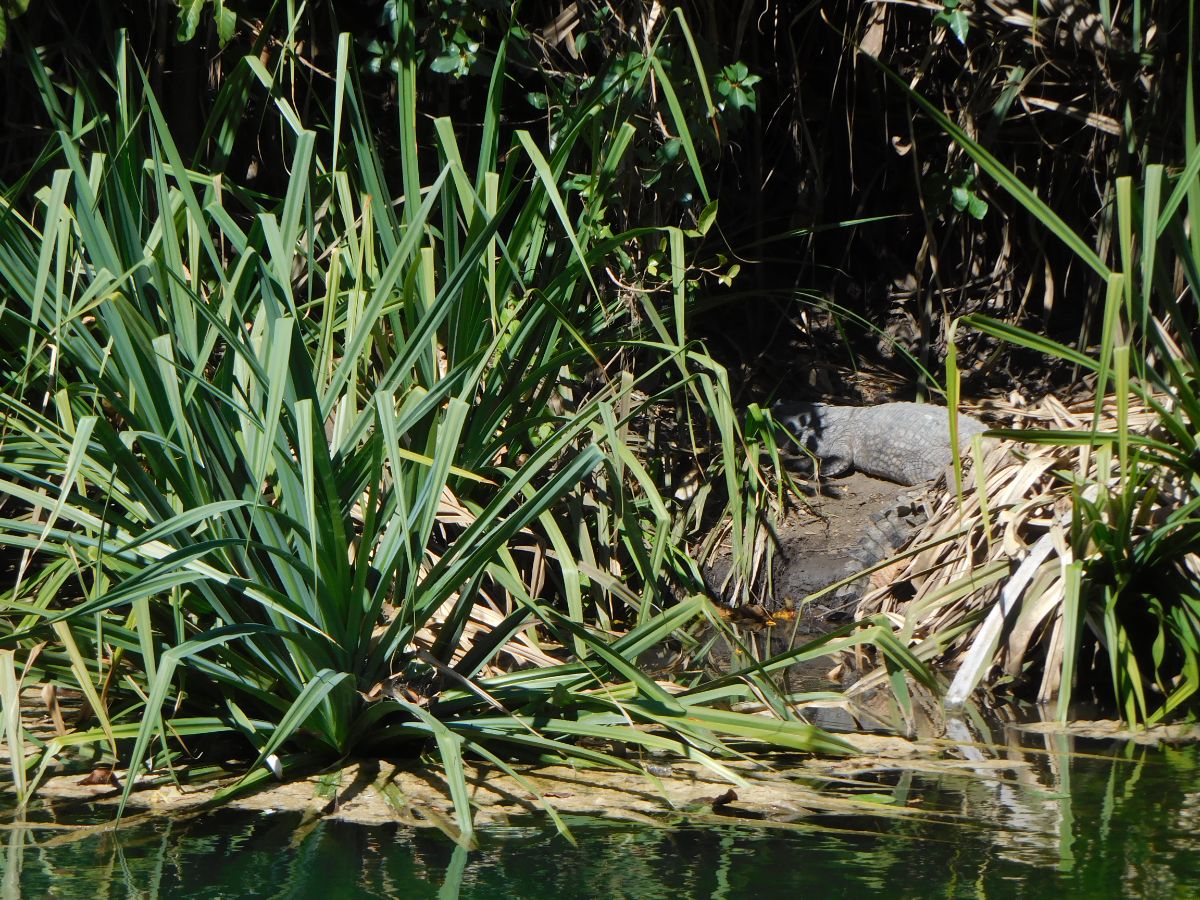 A croc sun bathing on the banks