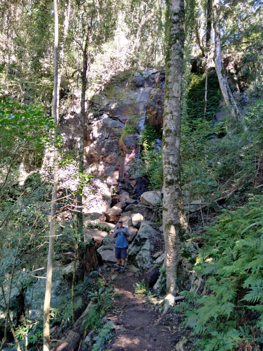 At the Bunya Mountains