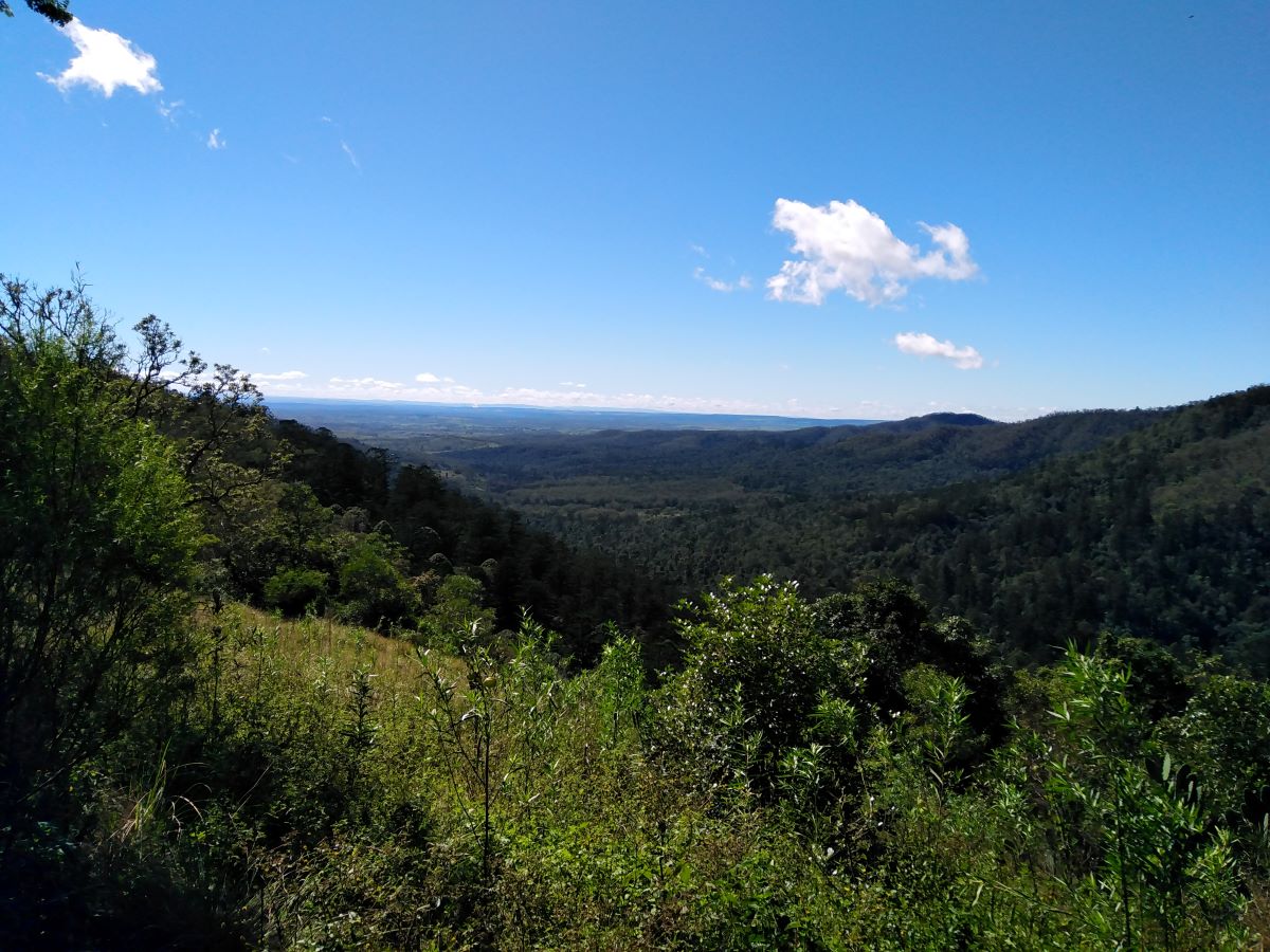 At the Bunya Mountains