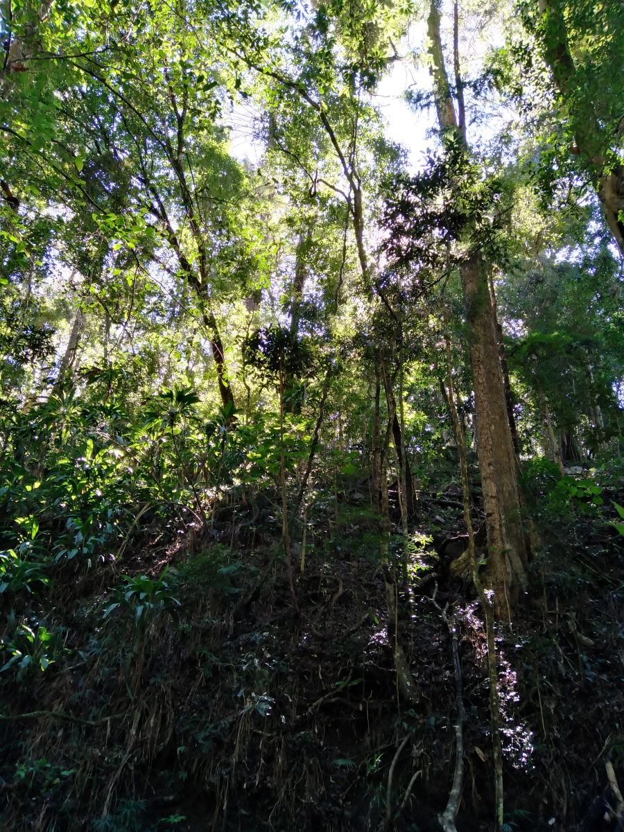 At the Bunya Mountains