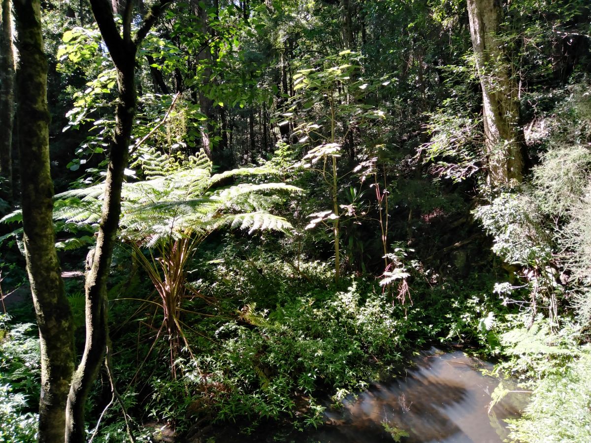 At the Bunya Mountains