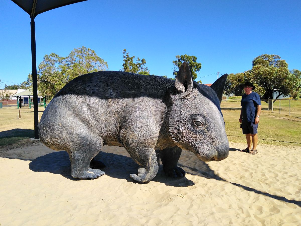 A giant wombat