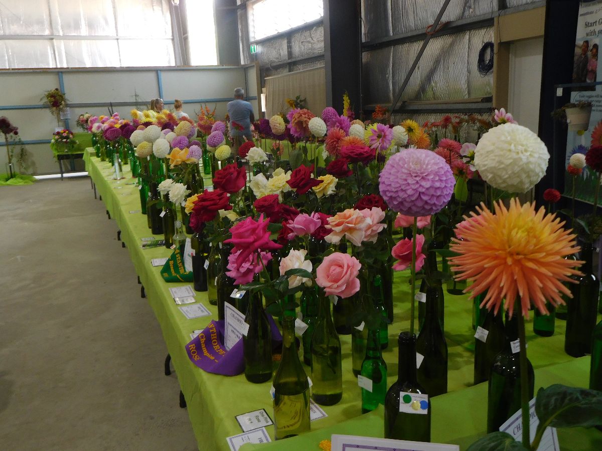 A day at the Stanthorpe Agricultural Show