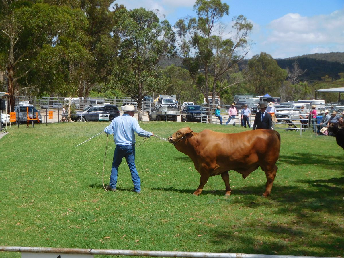 A day at the Stanthorpe Agricultural Show