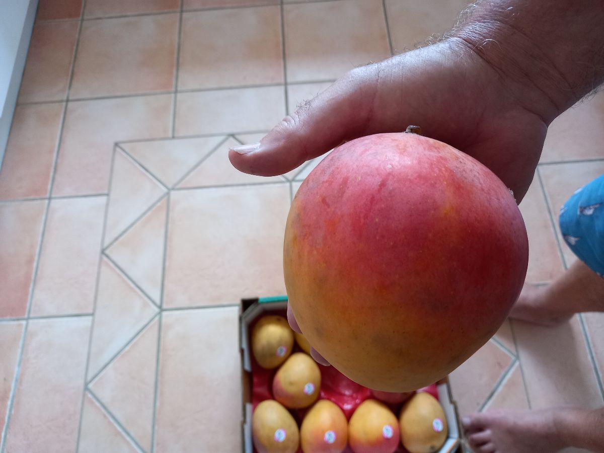 It's mango season!