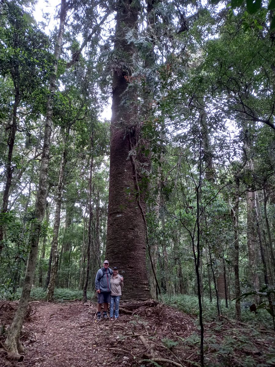 The Bunya Mountains