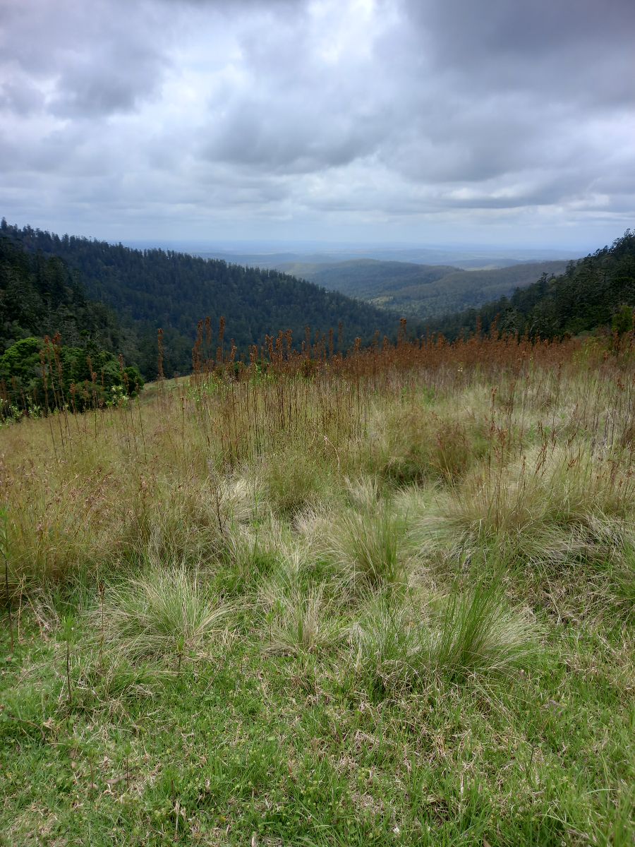 The Bunya Mountains