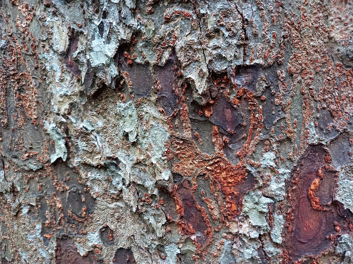 Fascinating bark on one of the trees