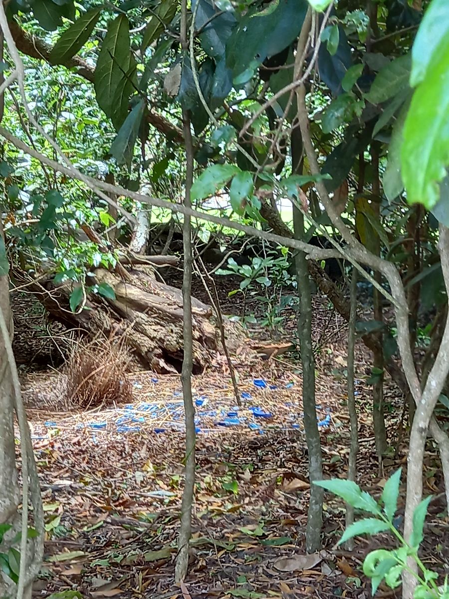 A bower bird's nest