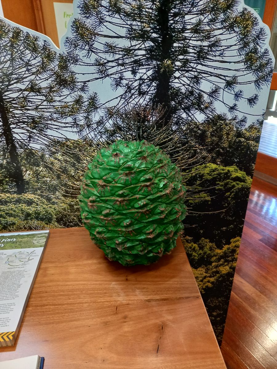 The Bunya nut...
