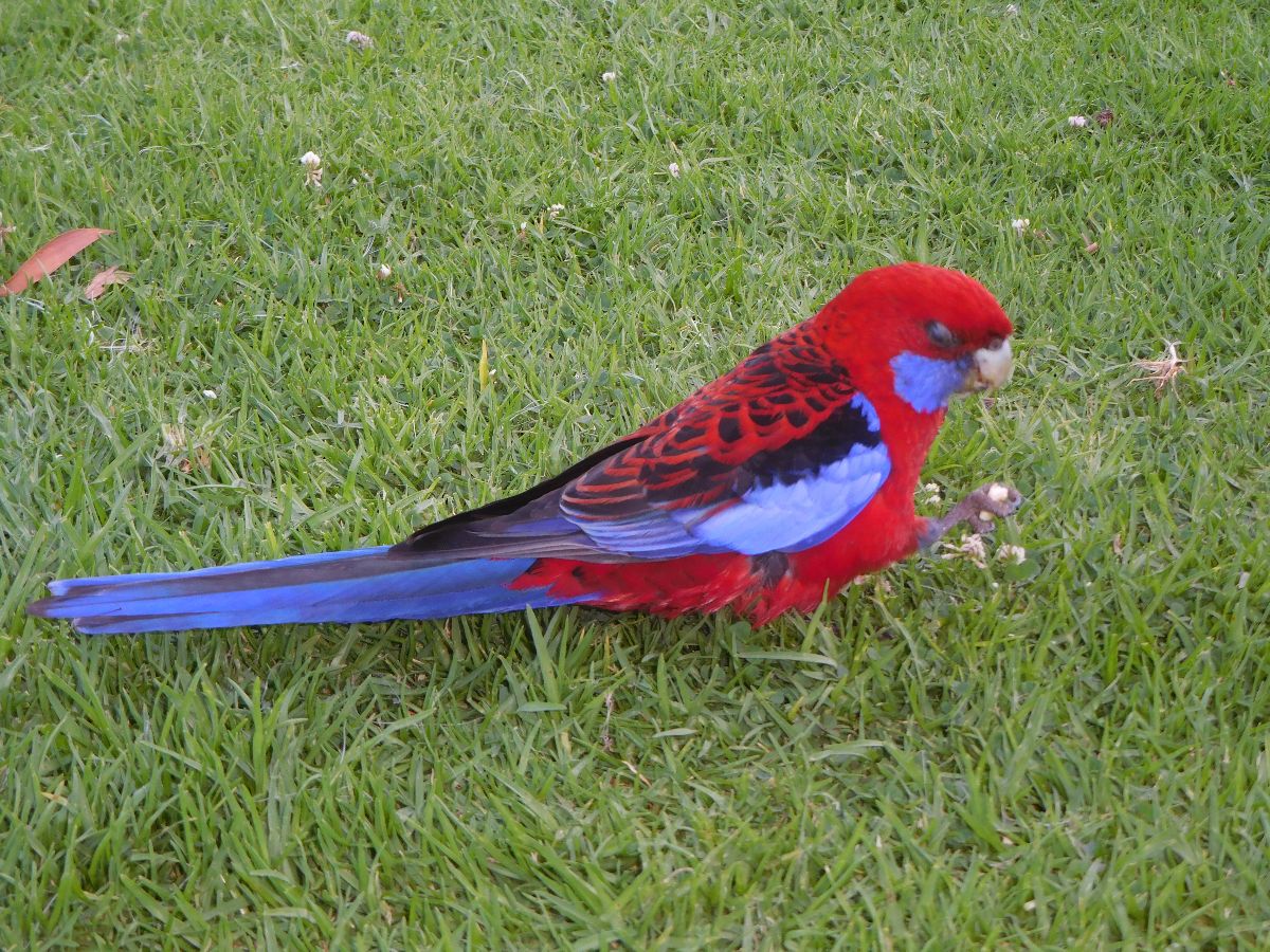 A red budgerigar