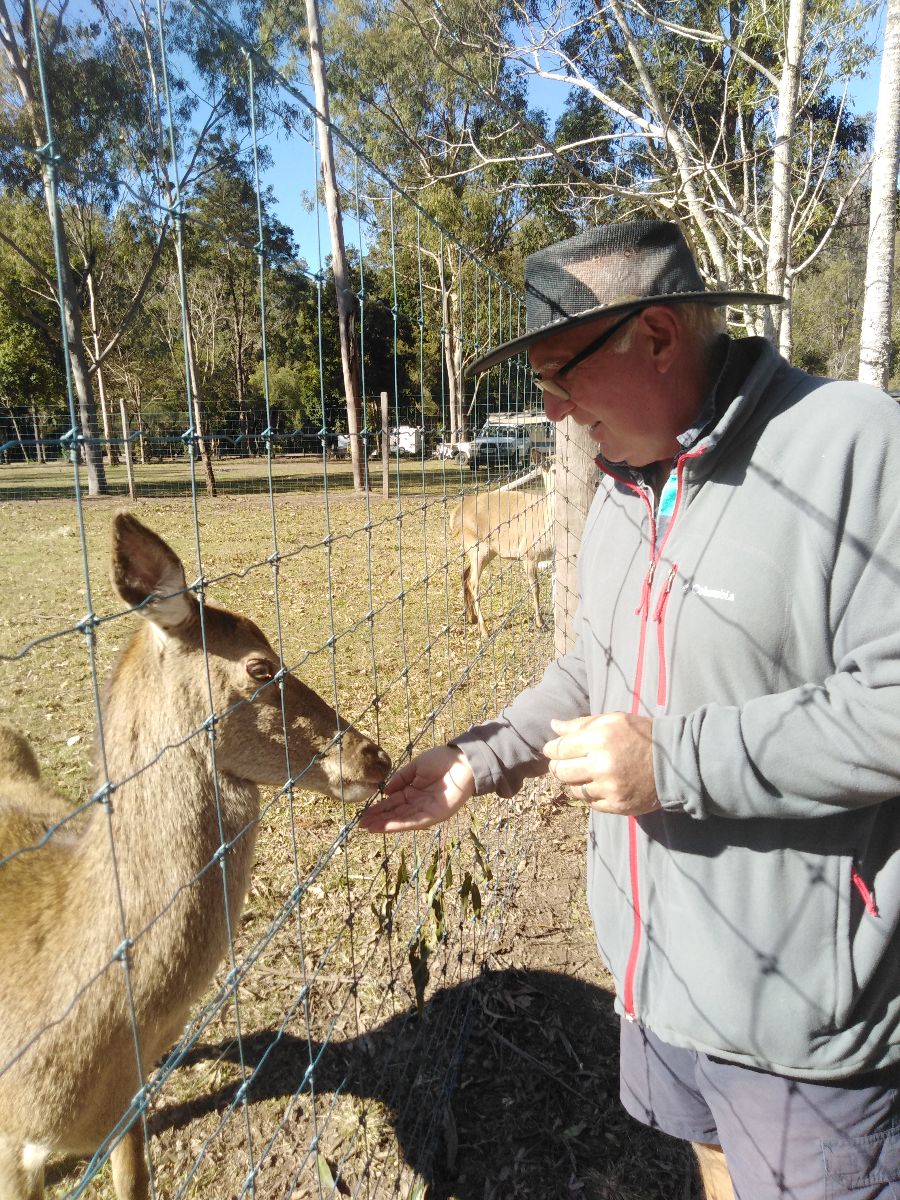 There were plenty of deer