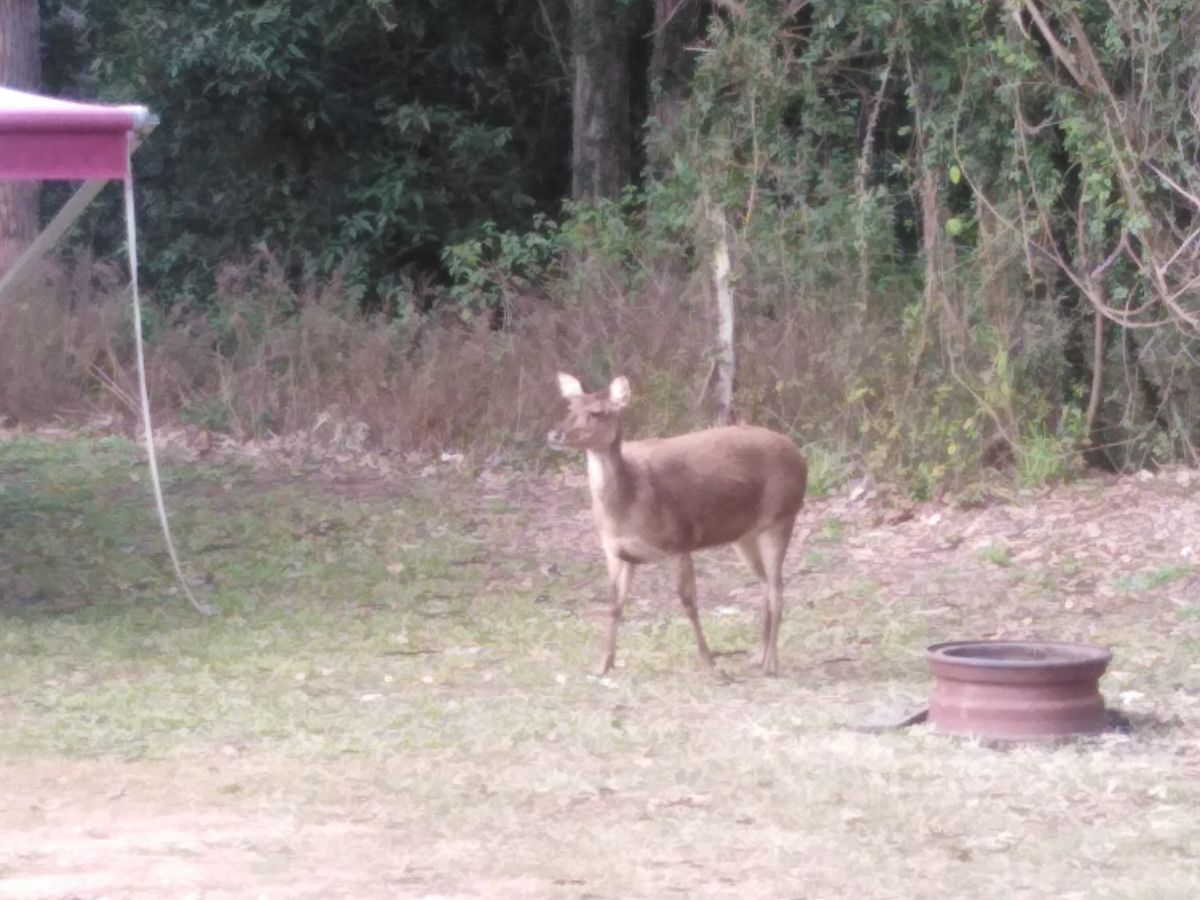 There were plenty of deer