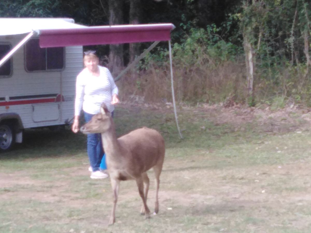 There were plenty of deer