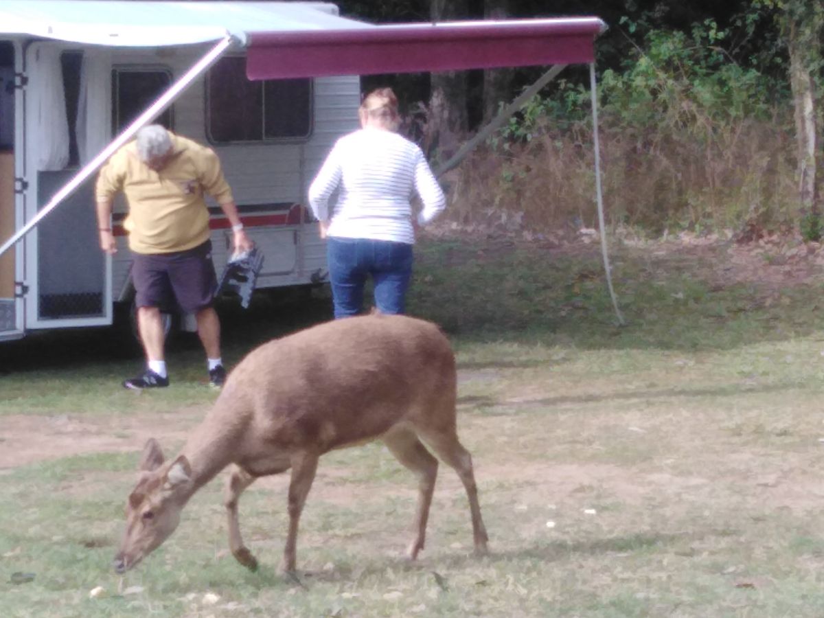 There were plenty of deer