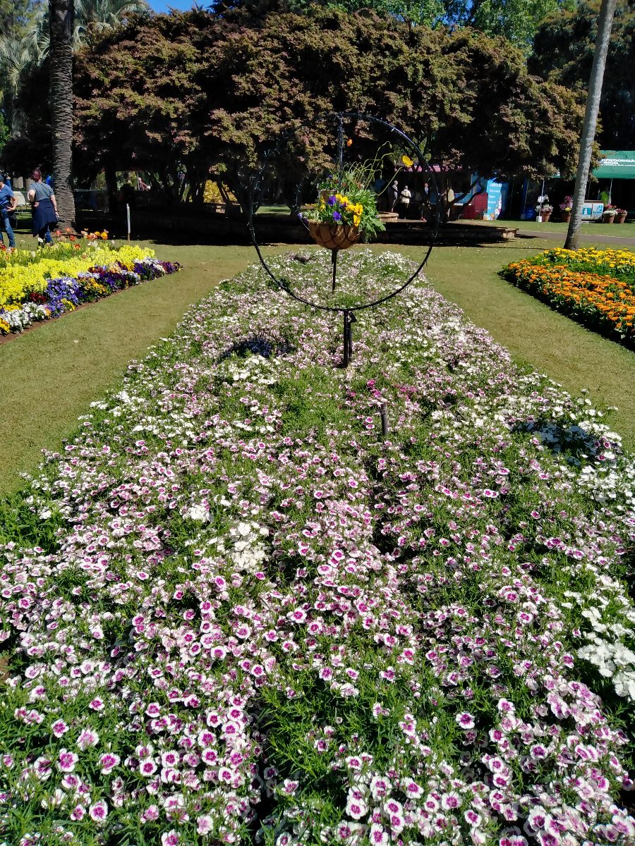 Toowoomba Carnival of Flowers