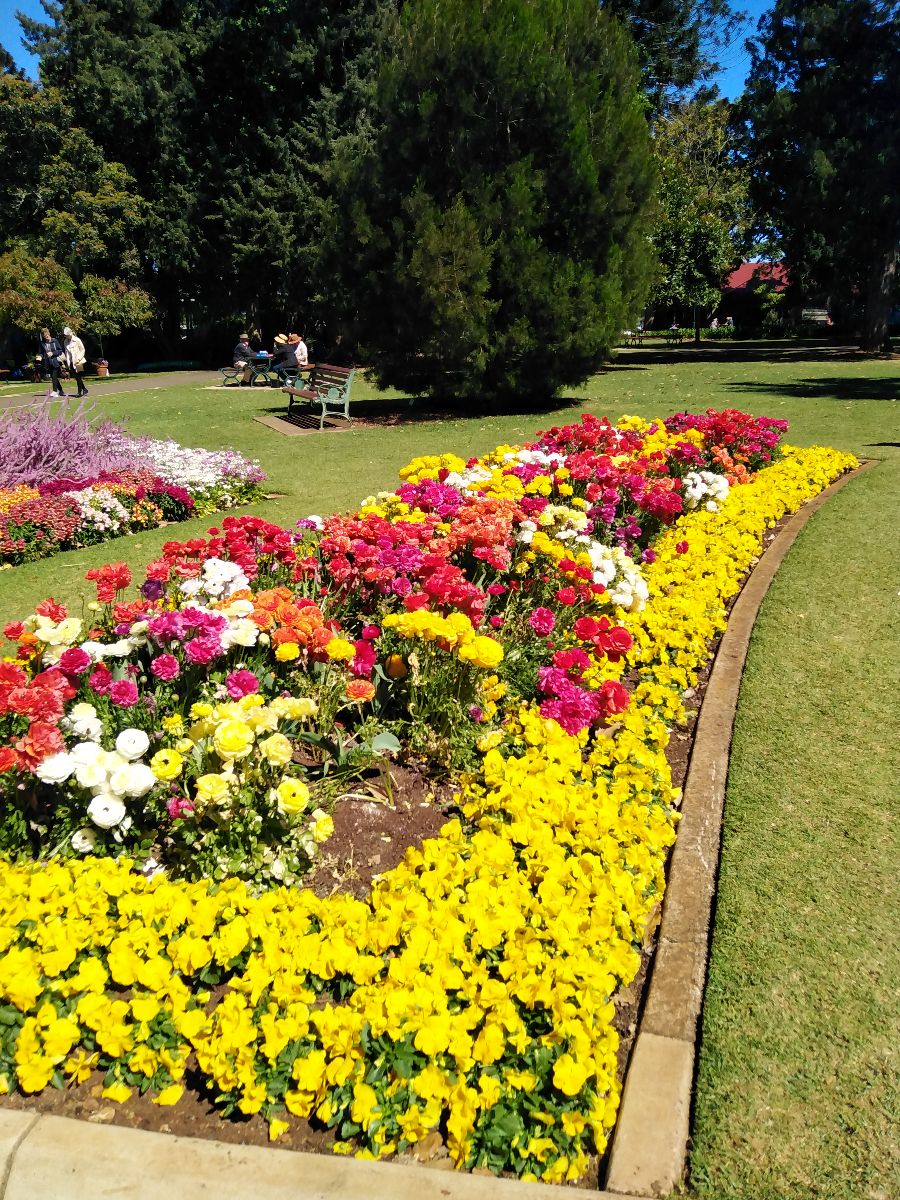 Toowoomba Carnival of Flowers