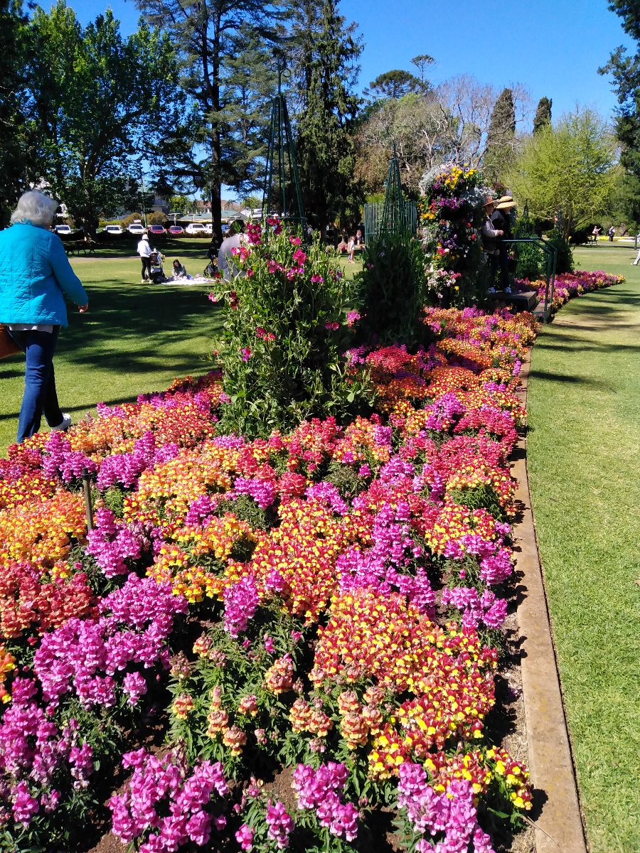 Toowoomba Carnival of Flowers