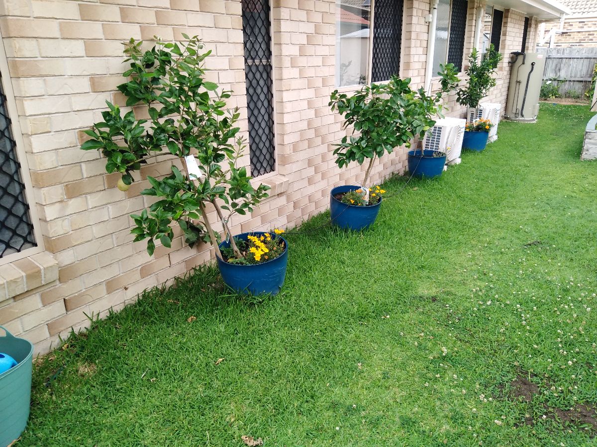 ... as are the miniature citrus