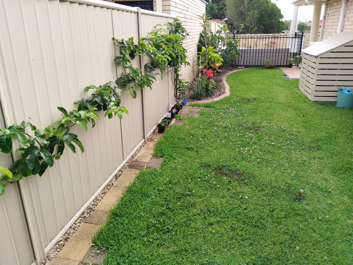 And the passionfruit vine to cover the fence