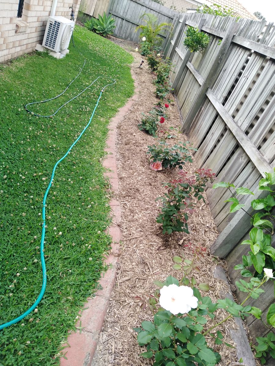 The rose garden is doing well...