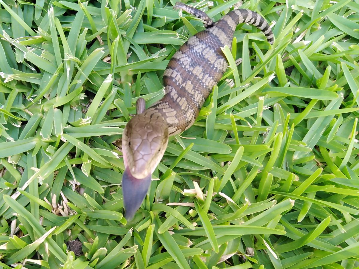 Our resident Blue Tongued Lizard