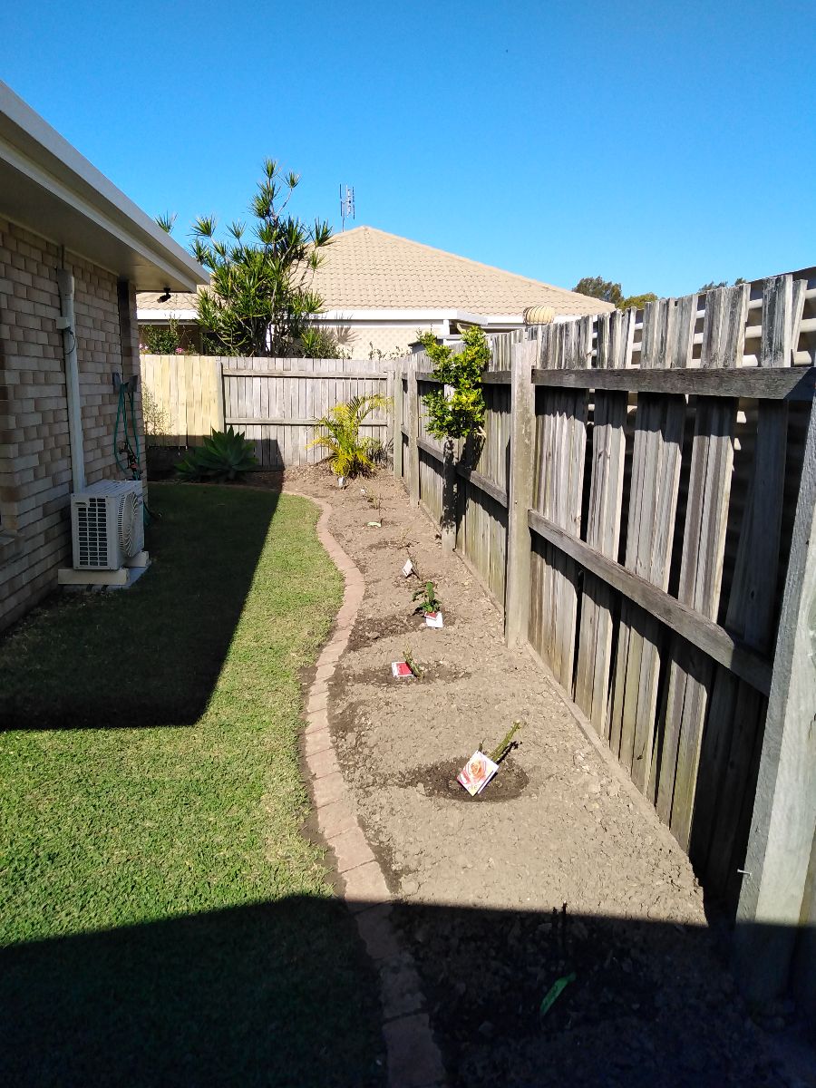 Planted along the back fence