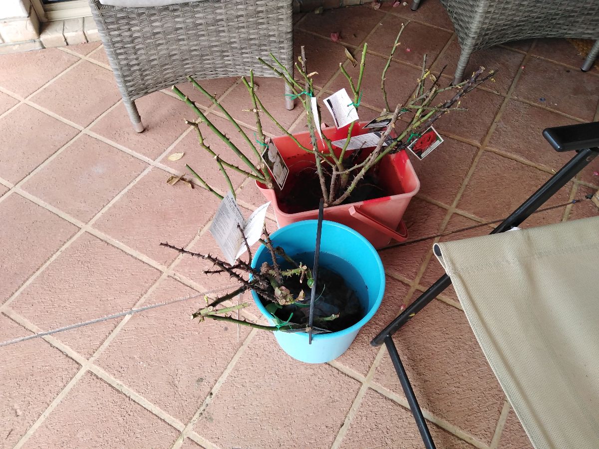 Our bare-rooted roses arrived at last