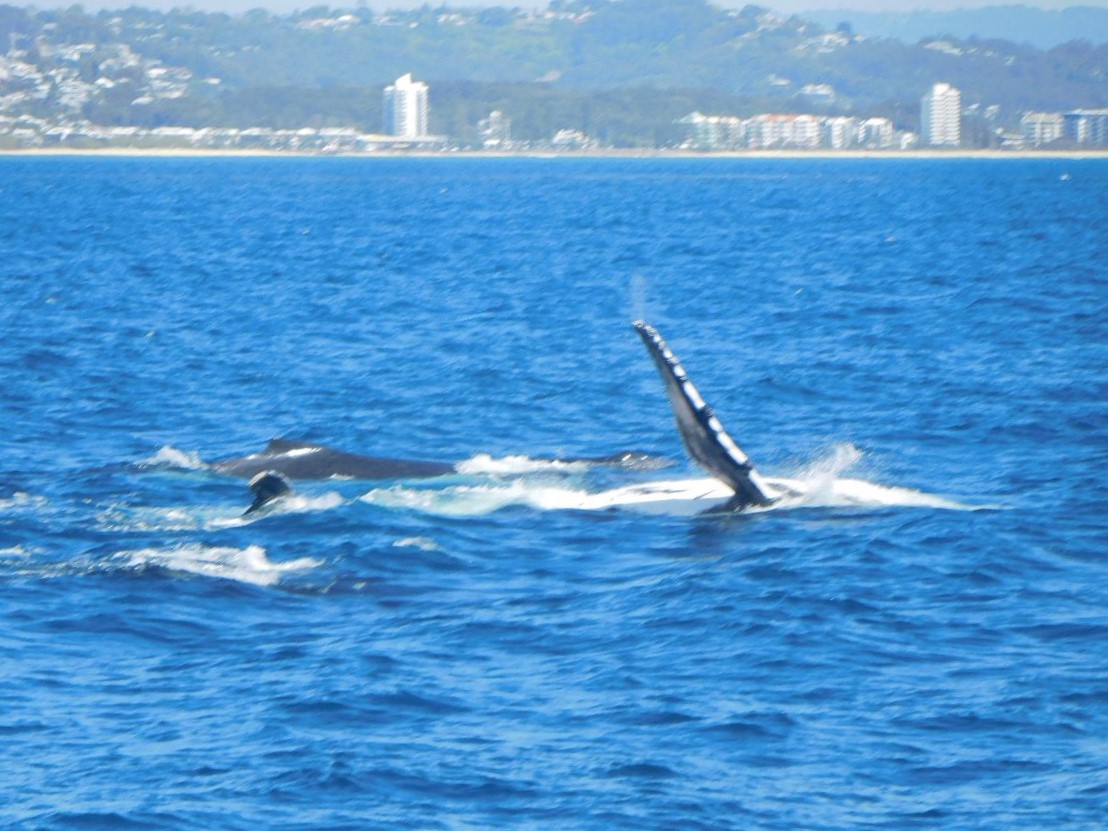 It's the 'Humpback Highway'