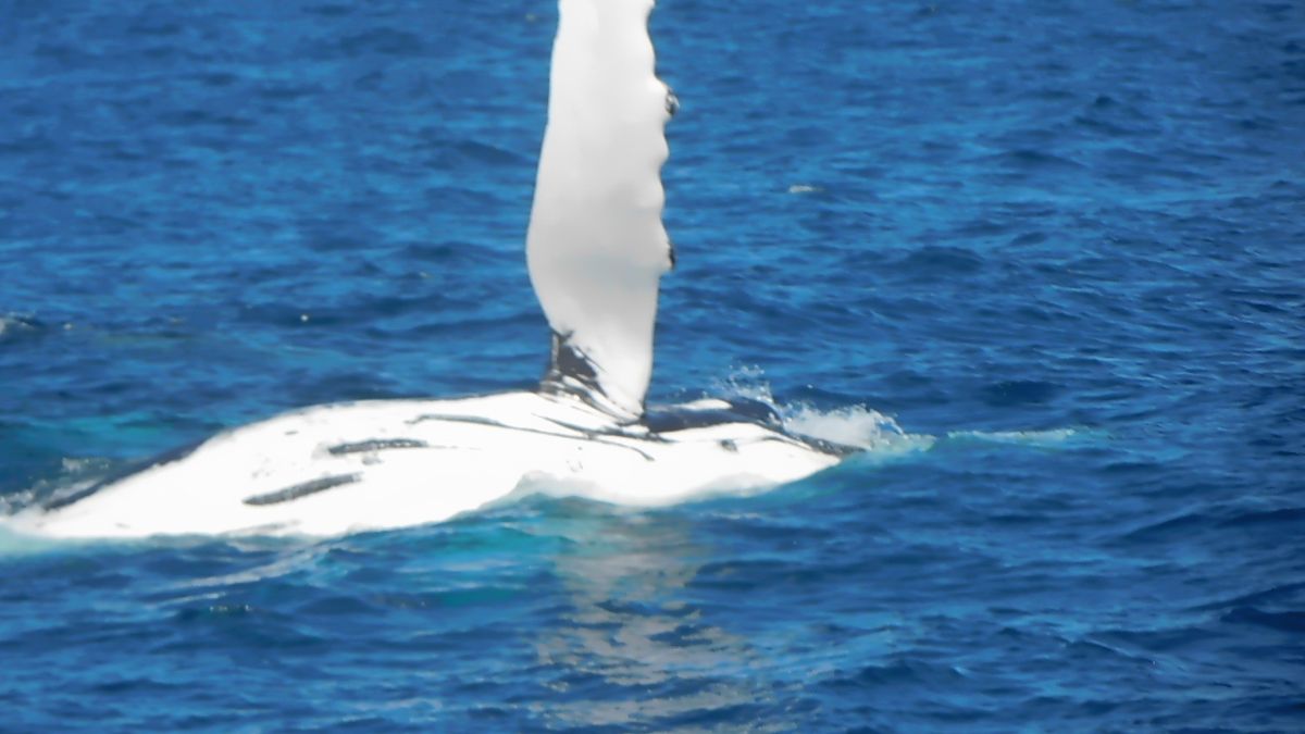 It's the 'Humpback Highway'