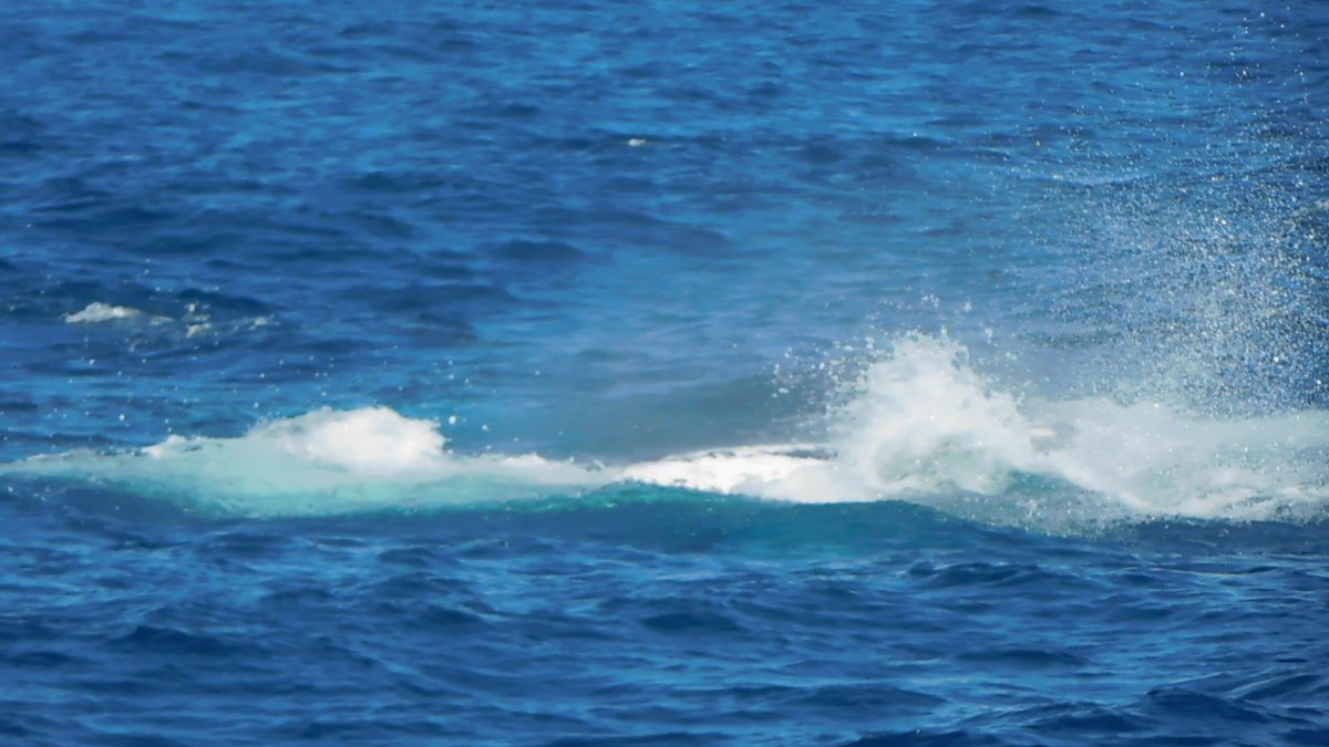 It's the 'Humpback Highway'