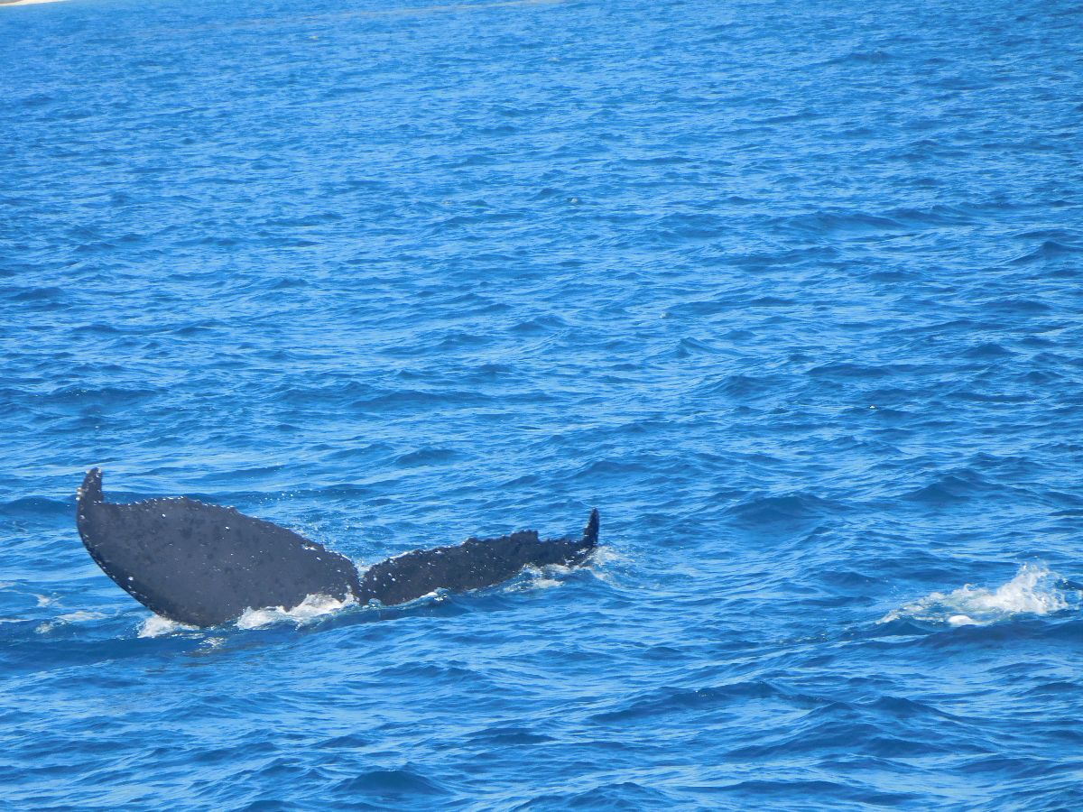 It's the 'Humpback Highway'