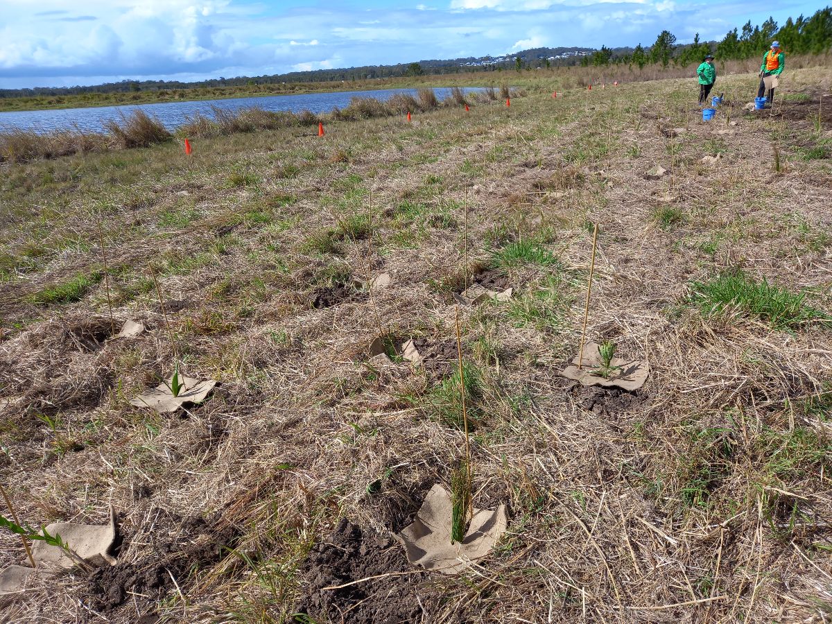 National Tree Planting day