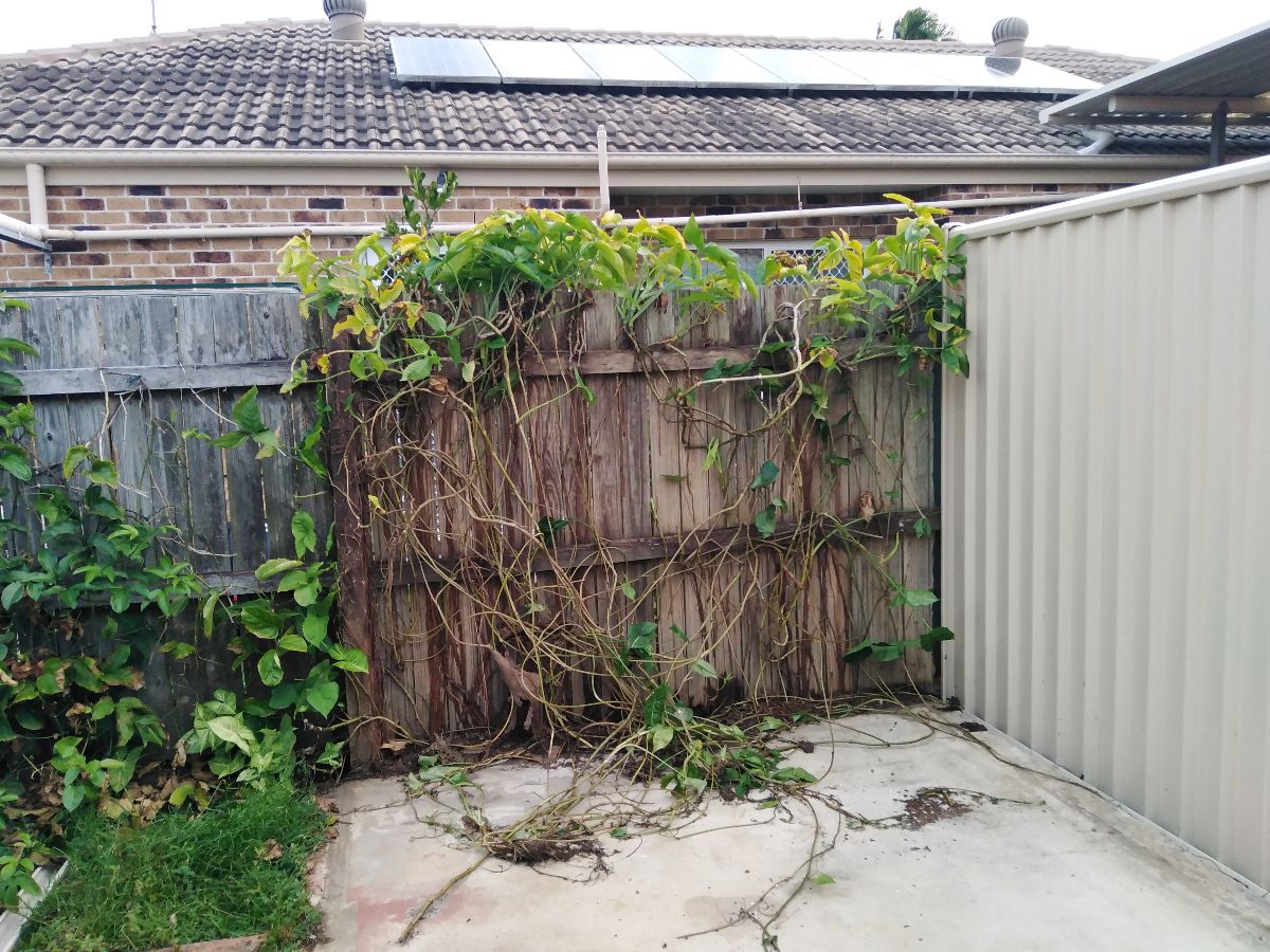 Our two sheds finally needed replacing