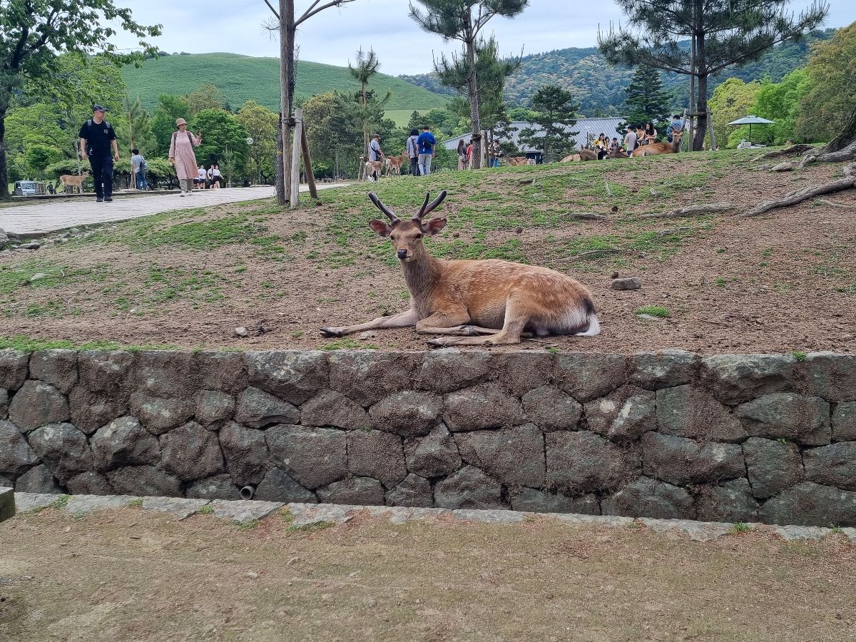 Nara Deer Park