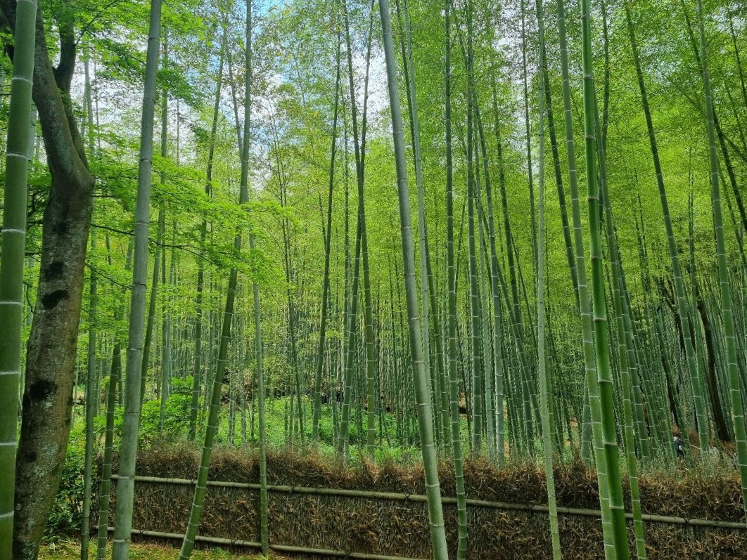 Arashiyama Bamboo Grove