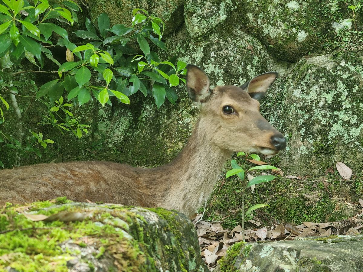 Wild deer roam the island.