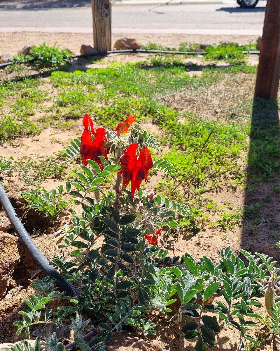 A rare Sturt Desert Pea in flower.