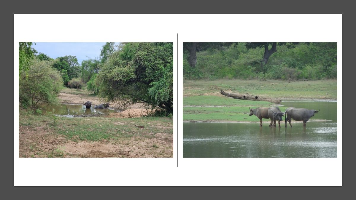A safari in the Yala National Park.