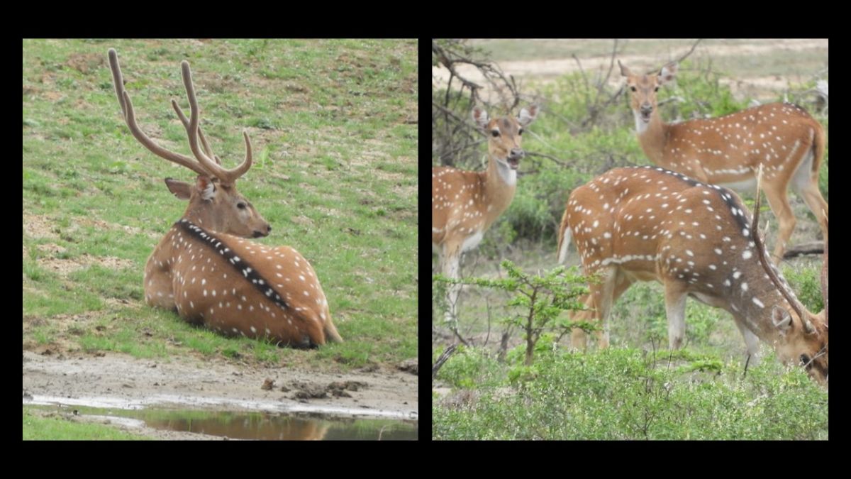 A safari in the Yala National Park.