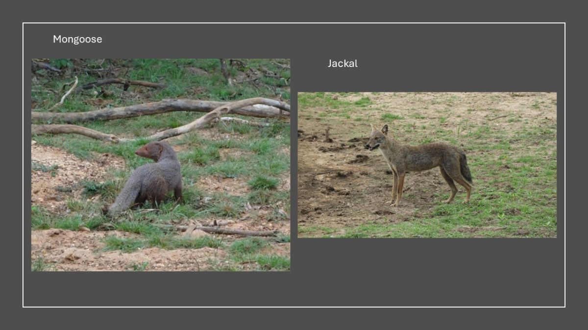 A safari in the Yala National Park.